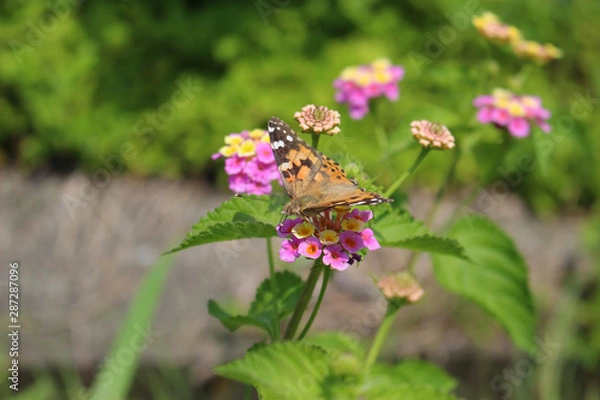 Obraz ランタナの花の蜜を吸うヒメアカタテハ