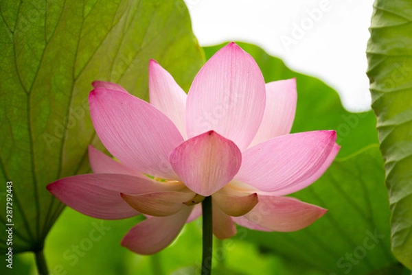 Fototapeta 猿賀公園の蓮の花