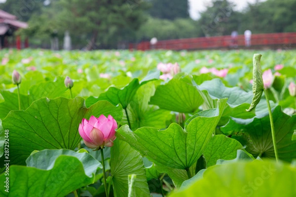 Fototapeta 猿賀公園の蓮の花