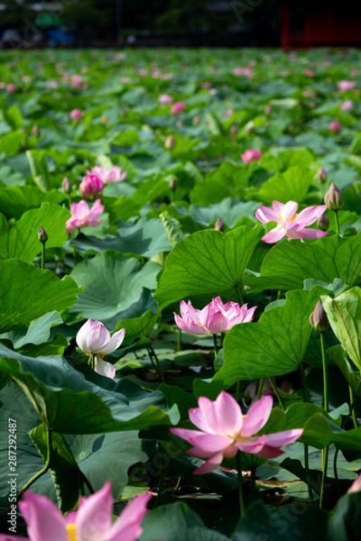 Fototapeta 猿賀公園の蓮の花