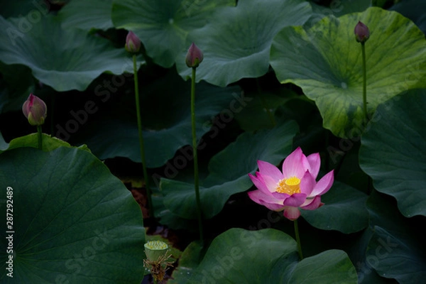 Fototapeta 猿賀公園の蓮の花