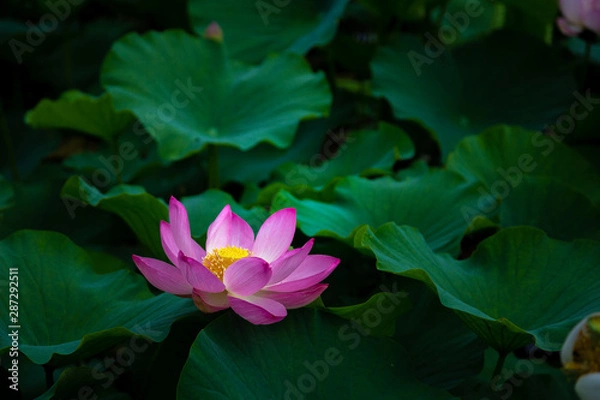 Fototapeta 猿賀公園の蓮の花