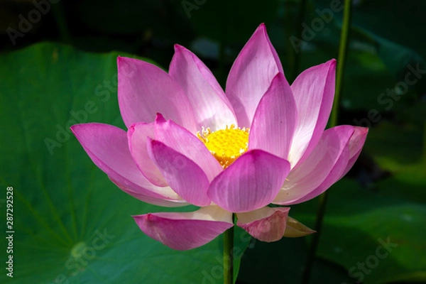 Fototapeta 猿賀公園の蓮の花