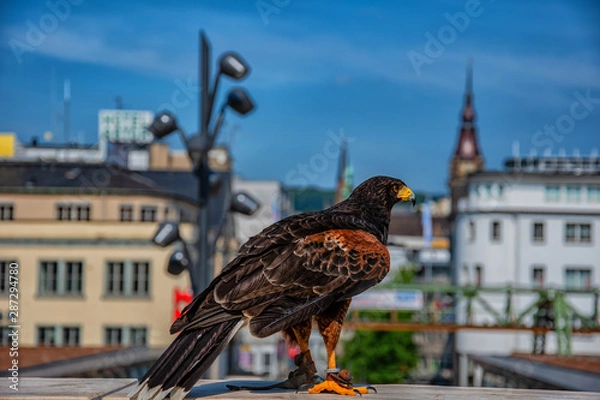 Obraz The eagle in the City