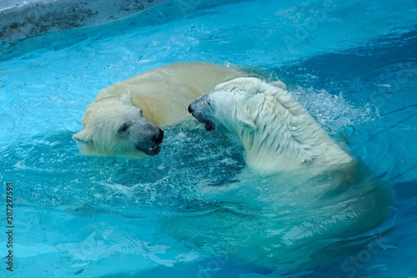 Fototapeta Sibling wrestling in baby games. Two polar bear cubs are playing about in pool. Cute and cuddly animal kids, which are going to be the most dangerous beasts of the world