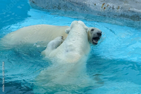 Fototapeta Sibling wrestling in baby games. Two polar bear cubs are playing about in pool. Cute and cuddly animal kids, which are going to be the most dangerous beasts of the world
