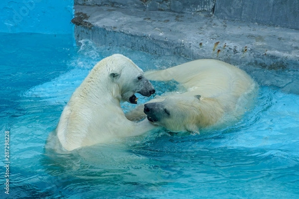 Fototapeta Sibling wrestling in baby games. Two polar bear cubs are playing about in pool. Cute and cuddly animal kids, which are going to be the most dangerous beasts of the world