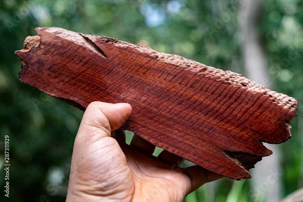 Fototapeta Hand koding Burma padauk Wood has tiger stripe or curly stripe grain