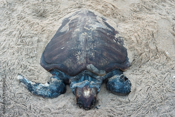 Obraz dead turtle on the beach