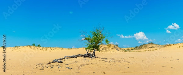 Fototapeta The lonely small tree growing among sandy desert under the hot sun