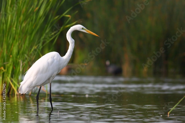 Obraz Great white egret