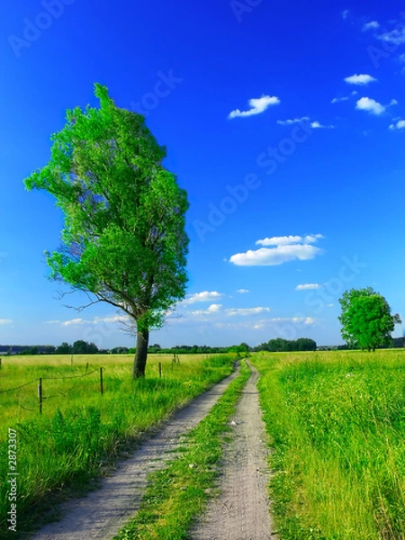 Fototapeta beautiful summer landscape