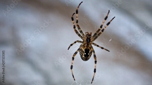 Fototapeta Spinne am Netz hängend