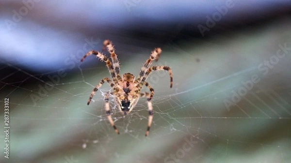 Fototapeta Spinne am Netz hängend