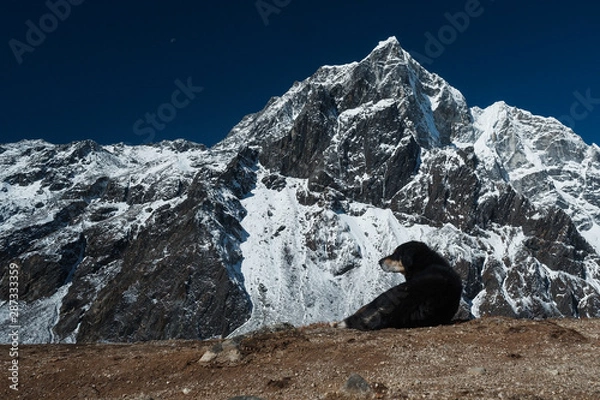 Obraz Dog in Himalayan mountains