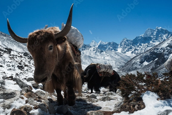Obraz Yak in Nepal mountain