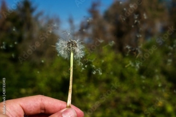 Fototapeta Löwenzahn weht im Wind