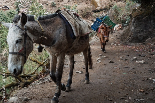 Obraz donkey in mountain