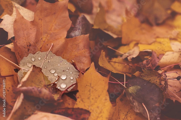 Fototapeta Fallen leaves with rain drops in autumn. Seasonal misty background in dark tones. Top view, close-up