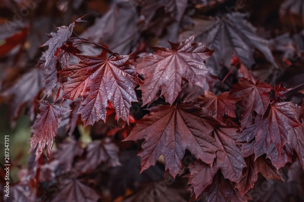 Fototapeta Crimson king maple leafage. Close-up