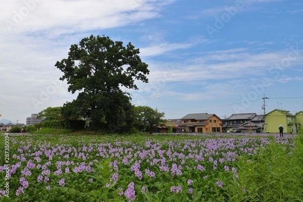 Fototapeta 本薬師寺跡のホテイアオイ