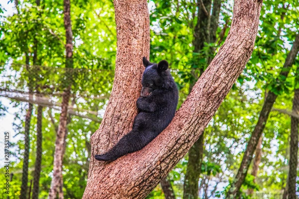 Obraz squirrel on a tree