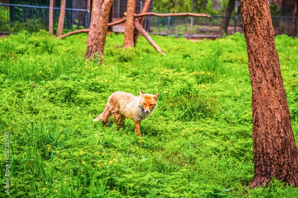 Obraz fox in the park