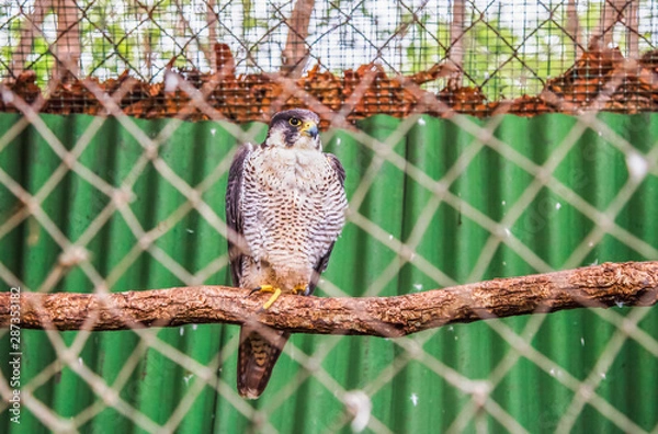 Obraz sparrow on a branch