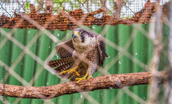 Obraz bird in the park