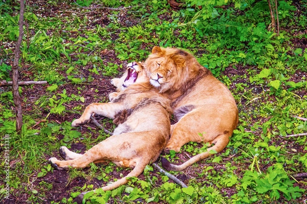 Obraz lion in the forest