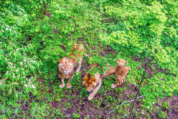 Obraz lion in the forest