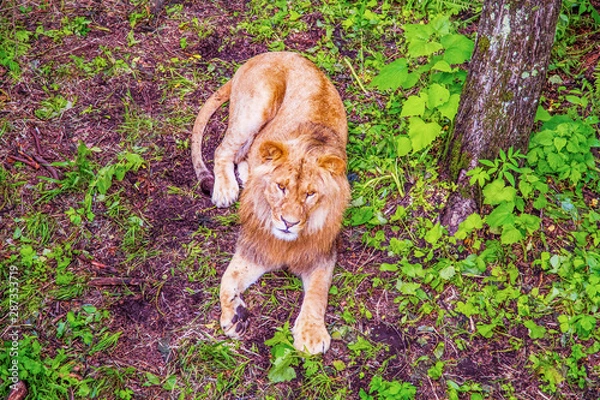 Obraz lion in the forest