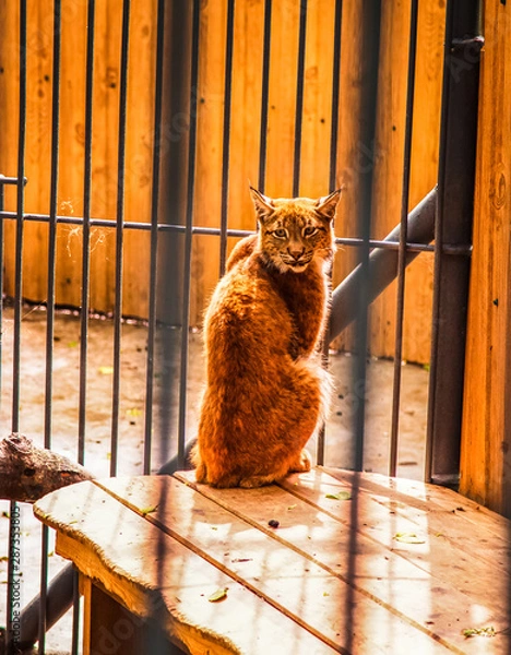Obraz cat in the window