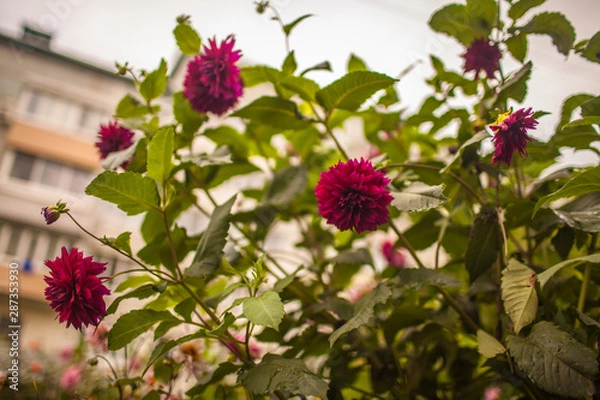 Obraz flowers in the garden