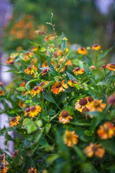 Obraz orange flowers in the garden