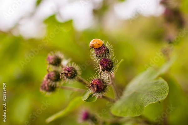 Obraz bee on a flower