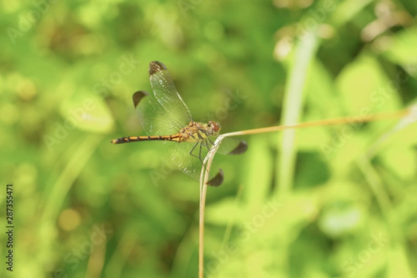 Fototapeta 田舎道のとんぼ