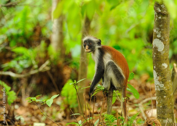 Obraz Young zanzibae red colobus