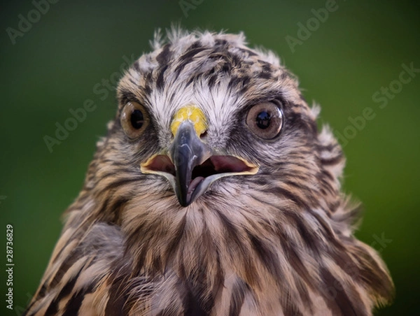 Fototapeta Red tailed hawk