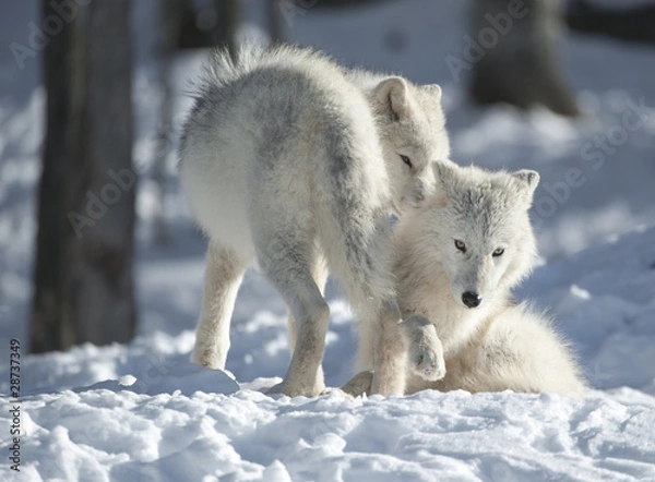 Obraz Arctic Wolf Pups