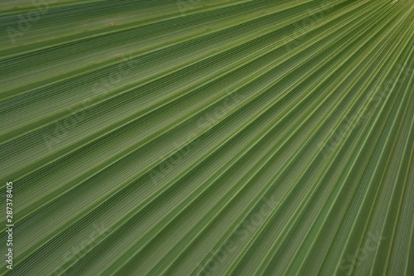 Fototapeta A close up of a palm tree leave
