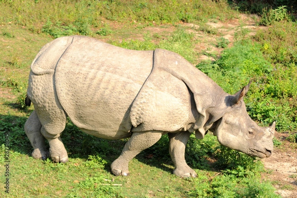 Fototapeta Rhino