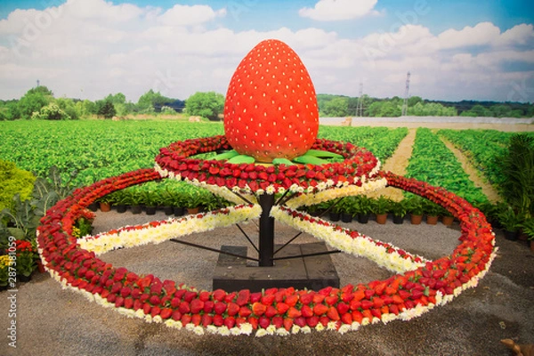 Fototapeta plantação de morangos