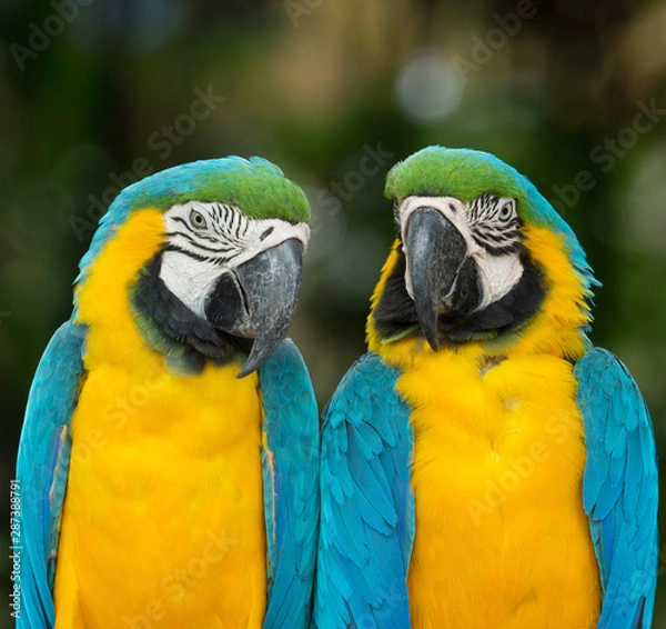 Fototapeta macaw