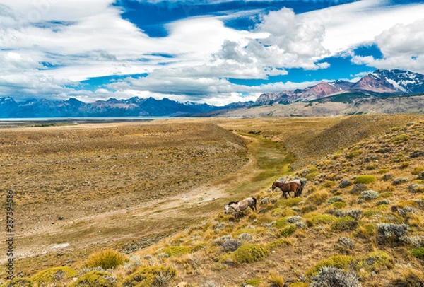 Obraz Wild Horses in Patagonian plains under the mountains