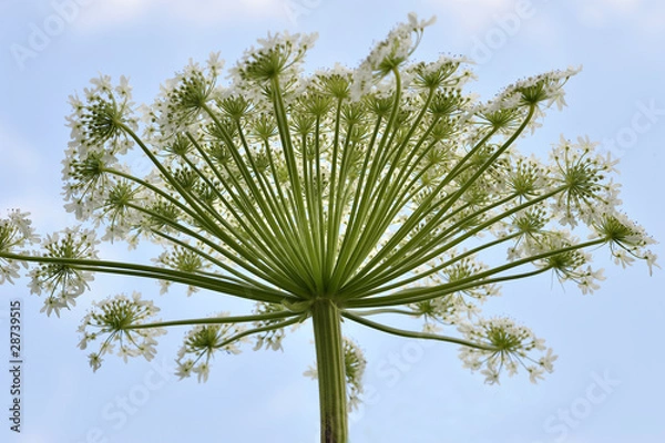 Obraz Herkulesstaude