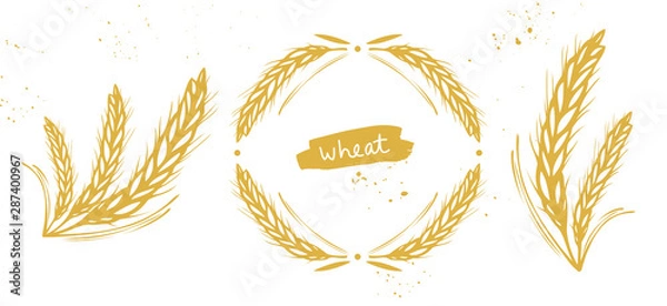 Fototapeta Wheat, barley, rye ears set