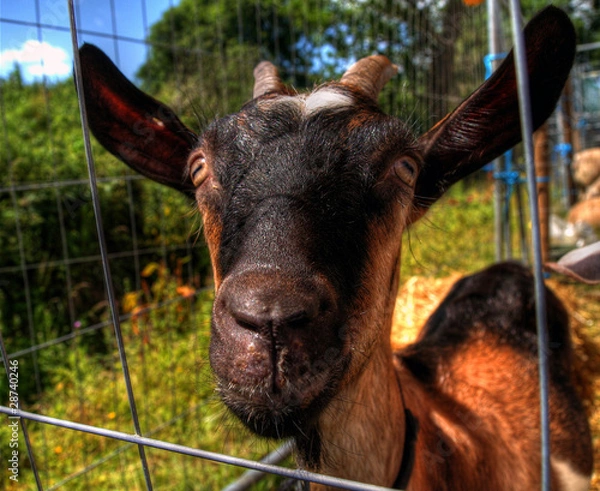 Fototapeta Captive goat