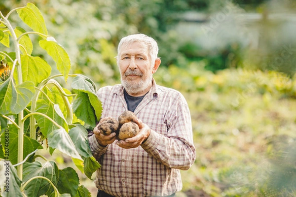 Fototapeta Farmer elderly man with beard holds fresh potatoes in hands. Eco vegetables concept