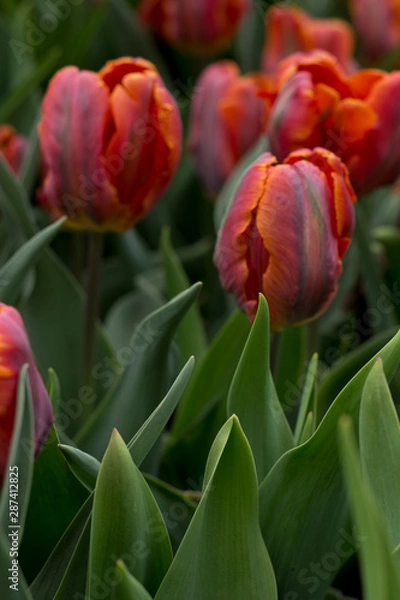 Fototapeta Tulip